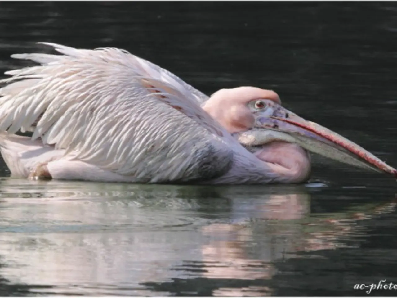scoperti: resti umani rinvenuti in un veicolo recuperato a Hodgkins, secondo le dichiarazioni delle...