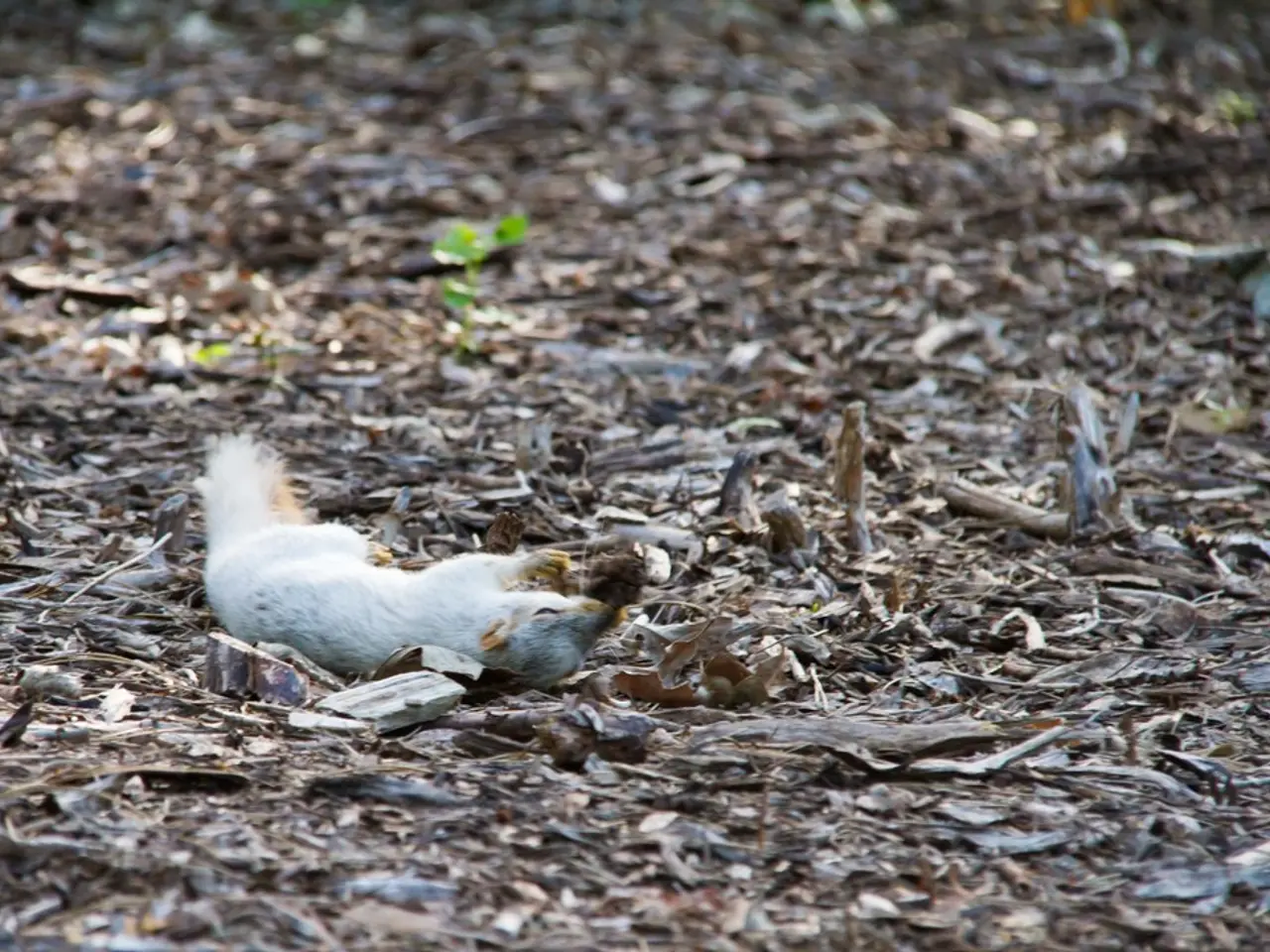 Immagini e Icone Decorative di Scoiattolo