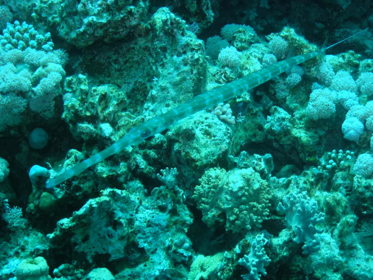 Scoperto per la prima volta in Giappone: fossile di una specie rara di mammifero marino