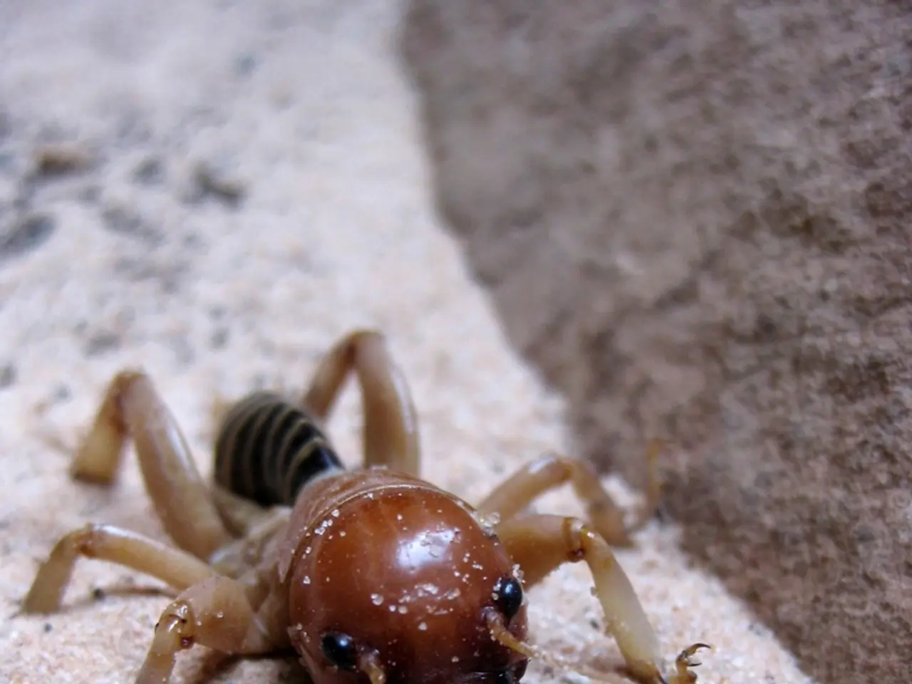 Preoccupazione globale per tempeste di sabbia e polvere che colpiscono circa 330 milioni di...