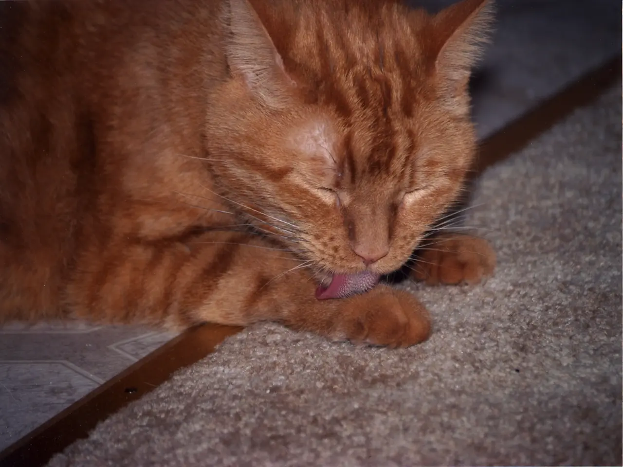 Esplorando le Strane e Veloce Abitudini Alimentari del Tasso Nasuto a Stella, Detentore del Record...