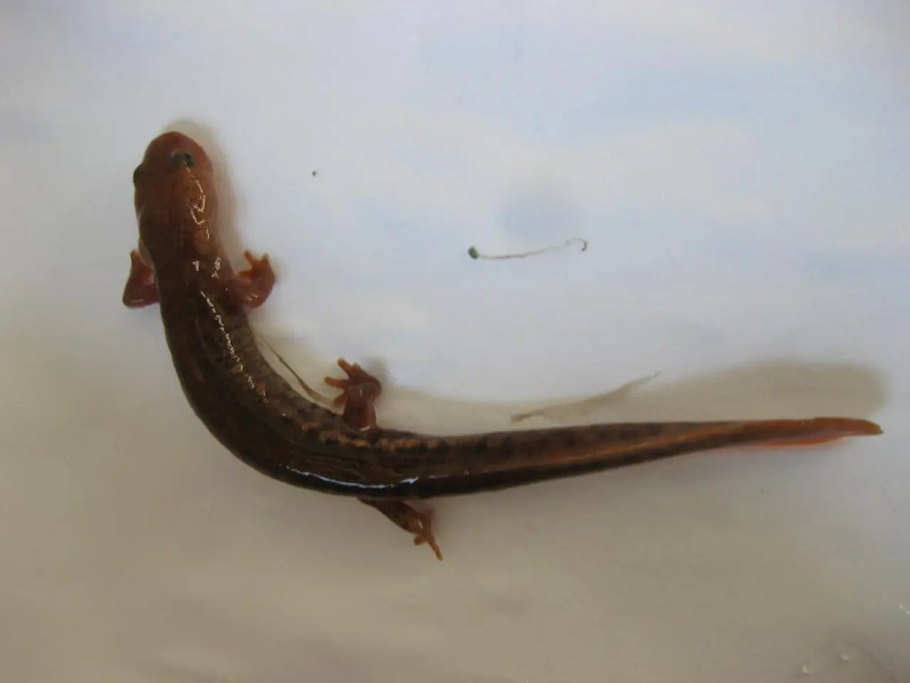 Sauri introdotti illegalmente, originariamente in numero di dieci, portati di nascosto a Cincinnati...