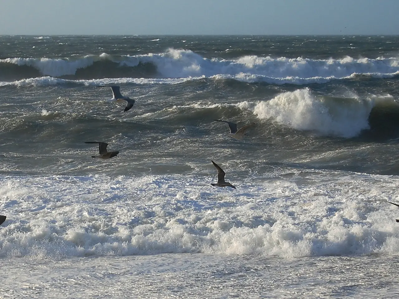 Il gruppo dei gabbiani prosciuga le popolazioni di pesci vicini, formando un effetto 'alone'...