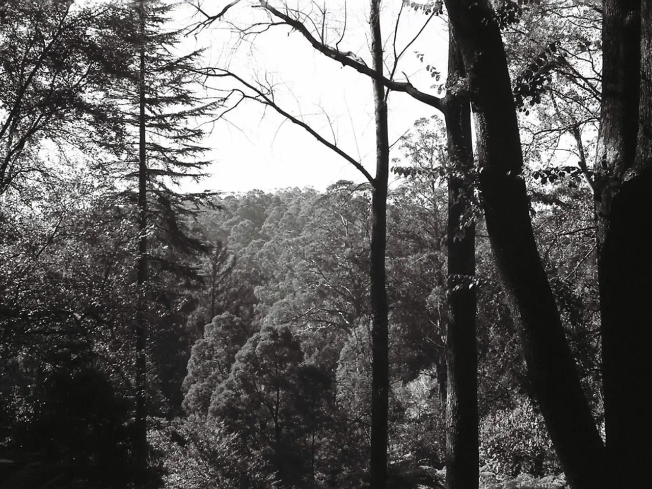 Strategie per l'eliminazione delle radici degli alberi per proteggere la tubatura, l'integrità...