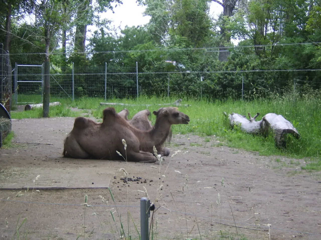 Residenti austriaci rapiti dalle leggende di Emil il cervo