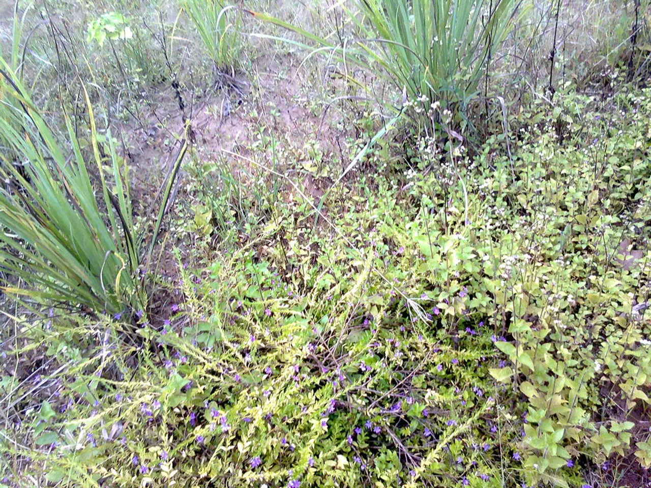 Corpo celeste oltre la Terra - Chiarimenti e descrizione dettagliata - Terminologia per i corpi...