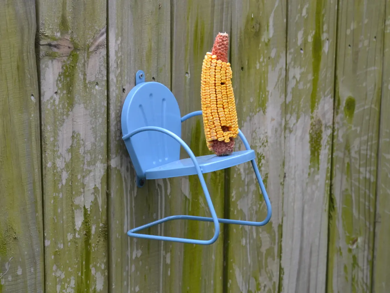 JCB elabora in modo straordinario 200 tonnellate metriche di mais all'ora.