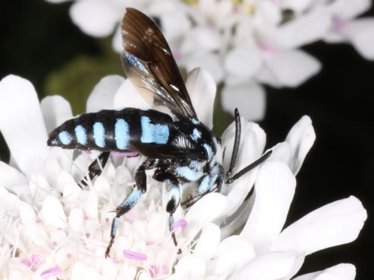 Il giudice sospende l'esenzione per il pesticida neonicotinoide acetamiprid
