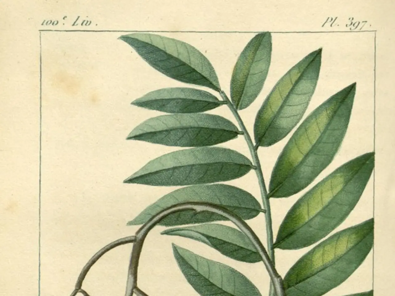 Scelgo di far prosperare i fuschini nel mio giardino, nonostante i loro difetti estetici, poiché...