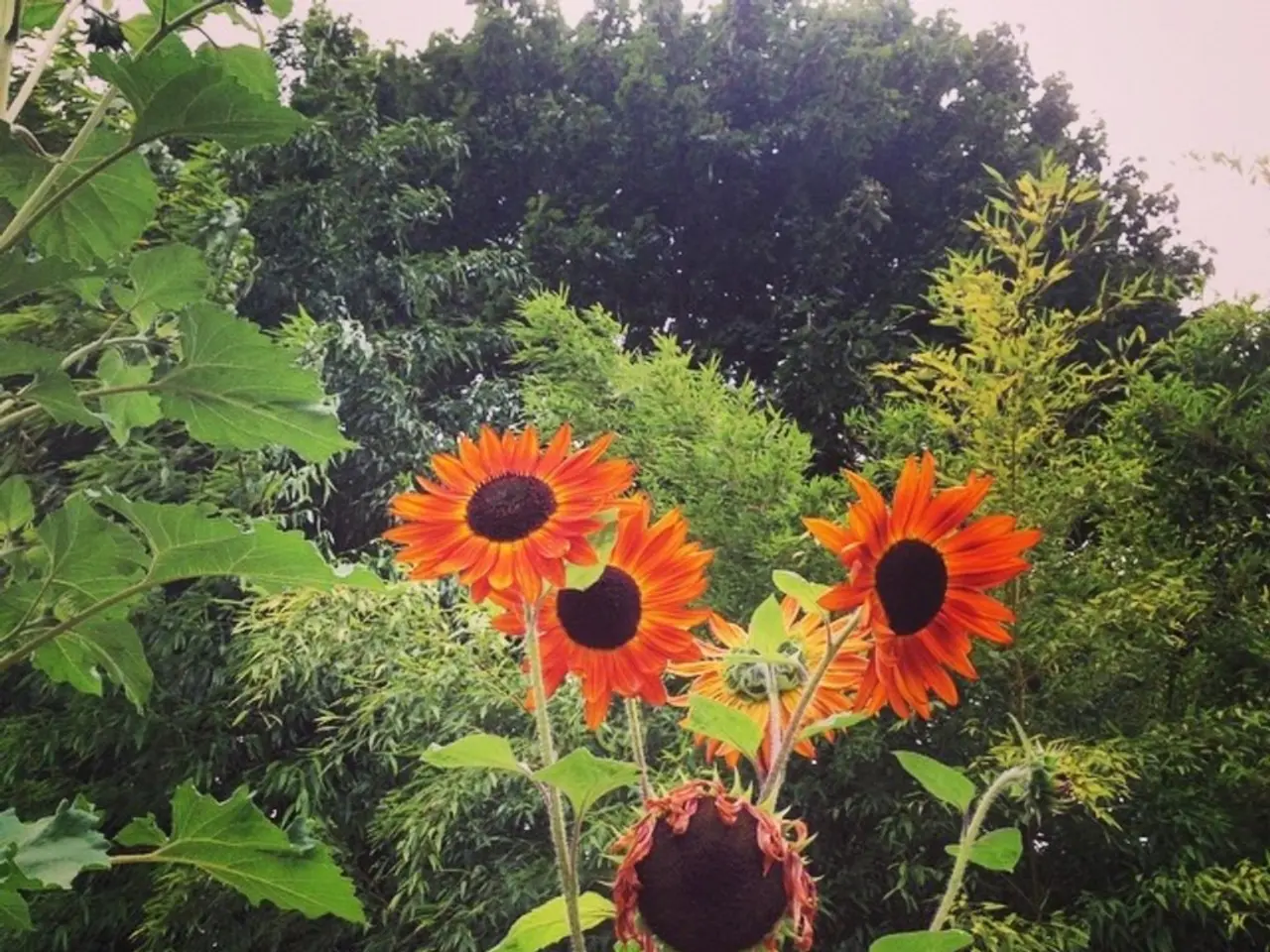 Comprendere gli impollinatori e il loro impatto sulla produzione di colture