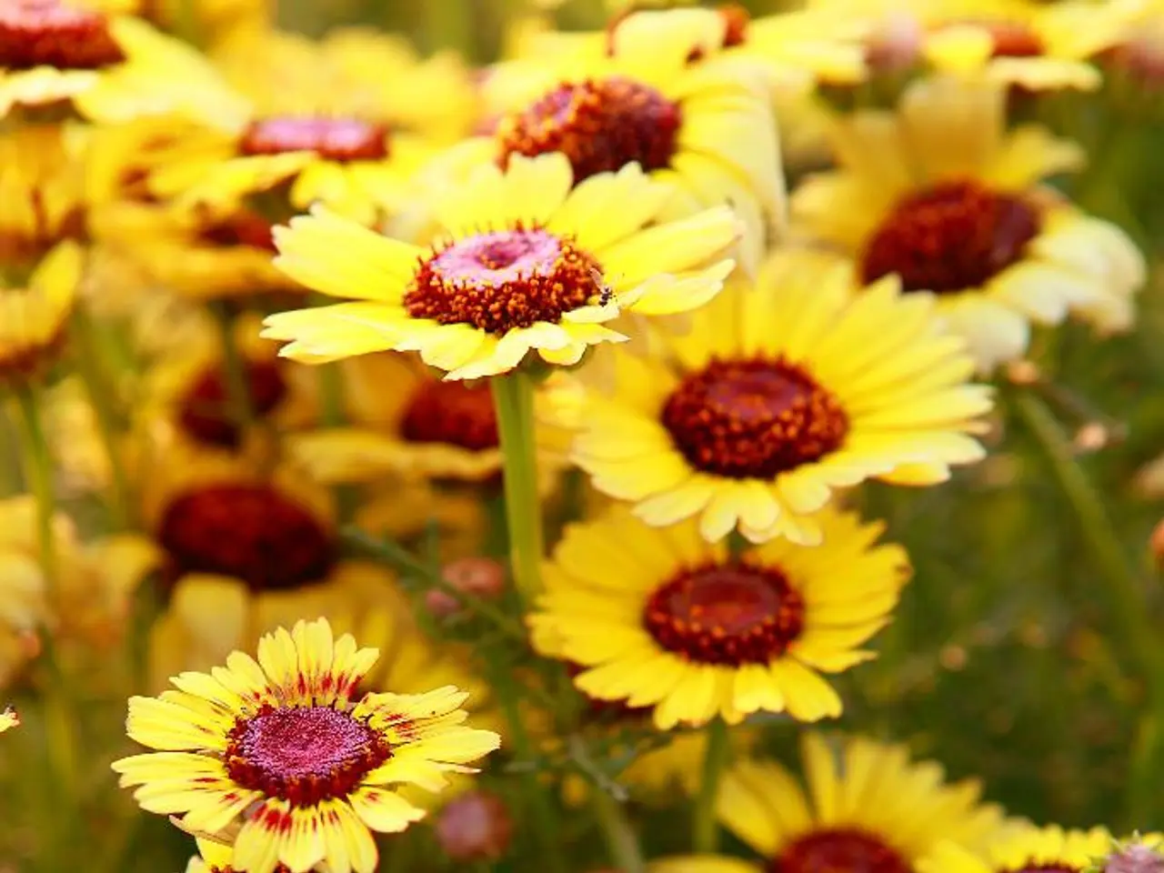 Evita di potare queste sette piante in settembre, come consigliato da un esperto di giardinaggio,...