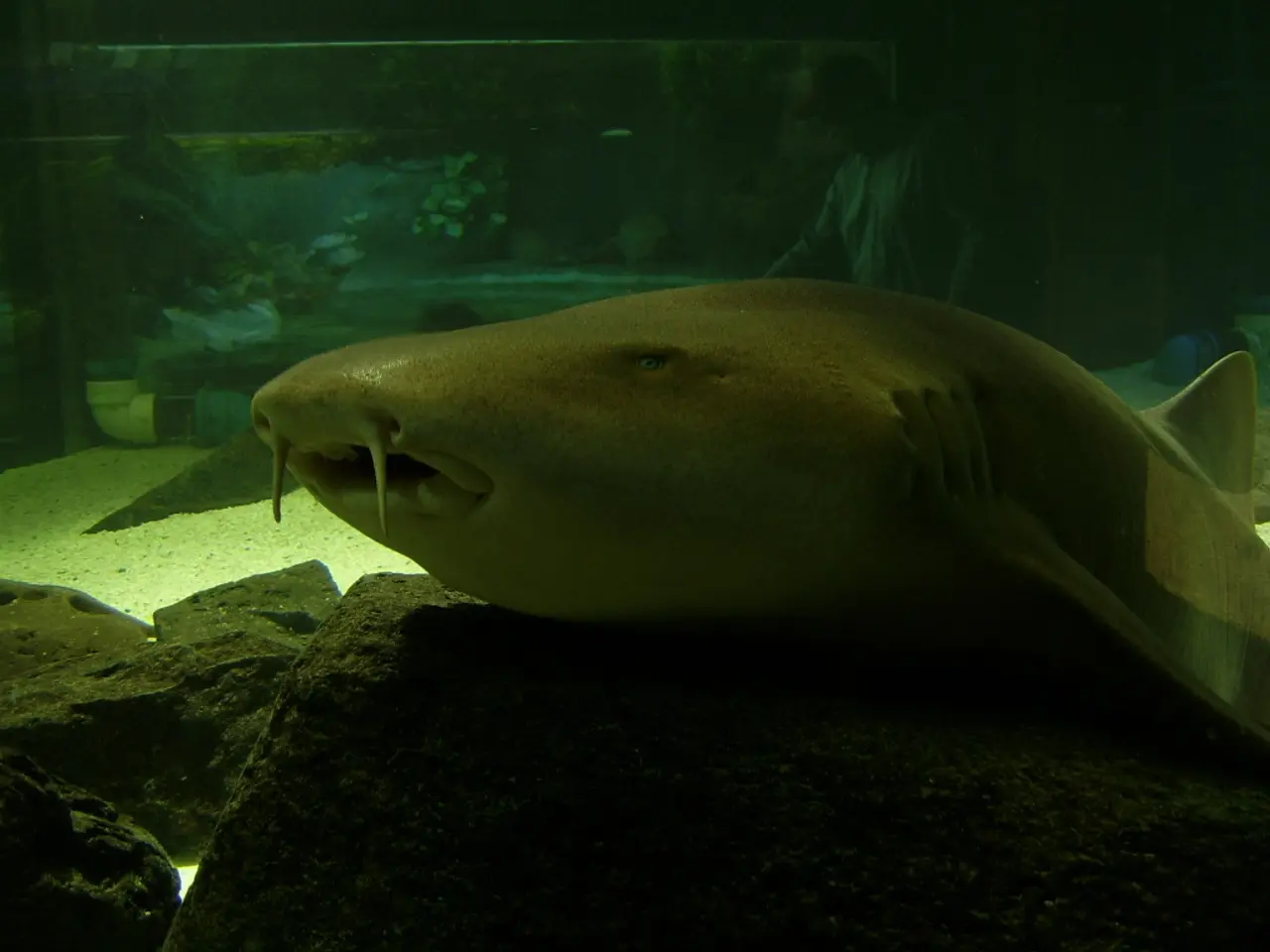 Resistenza di certe specie di pesci in condizioni di carenza di ossigeno