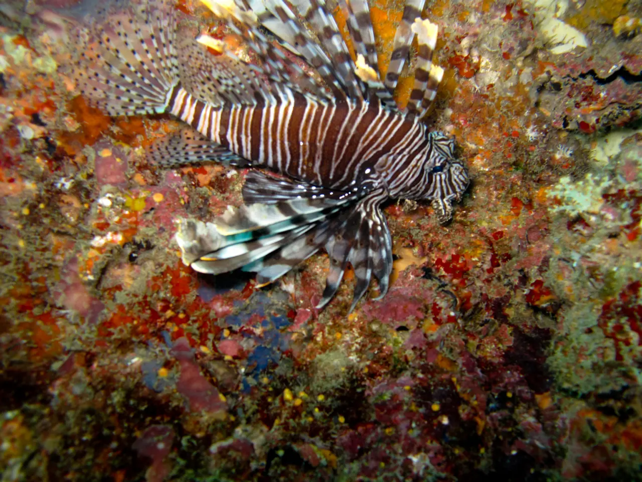 Importanza della Diversità nelle Pesche Marine: Il Ruolo della Varietà