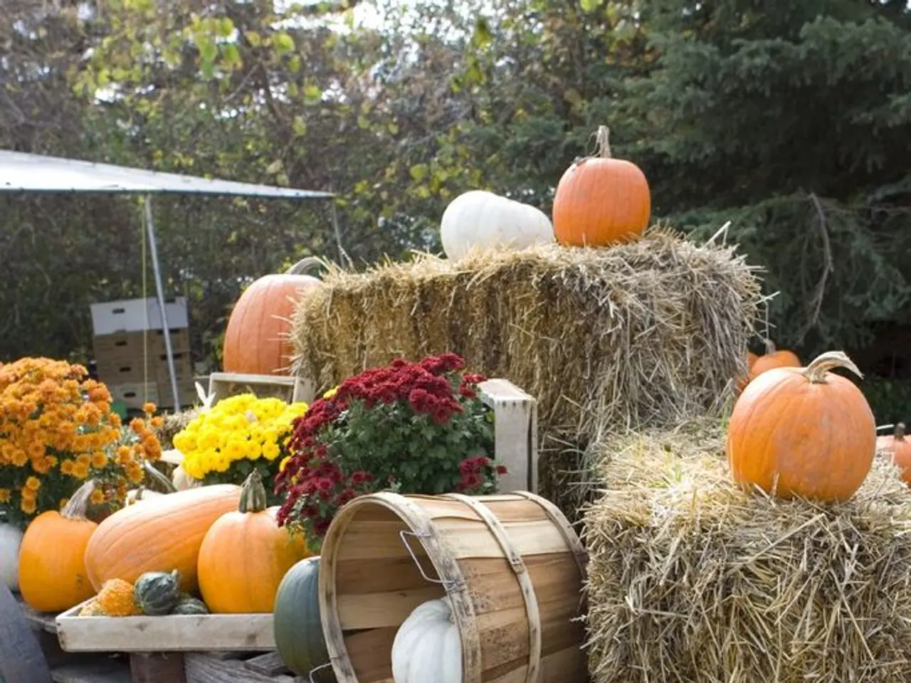 Esordio al Long Acre Farms di Macedon del Labirinto di Granturco alla Moda di Mustang