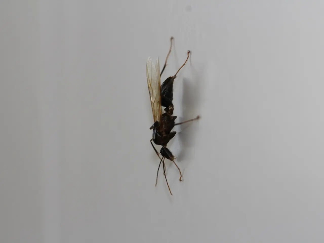 Attacco delle Vespe tragedy a Gia Lai: un Bambino Deceduto, Due Ospedalizzati