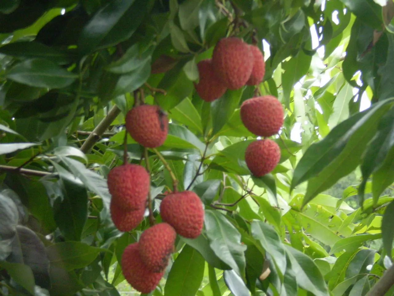 Mochi alla Fragola e Crema