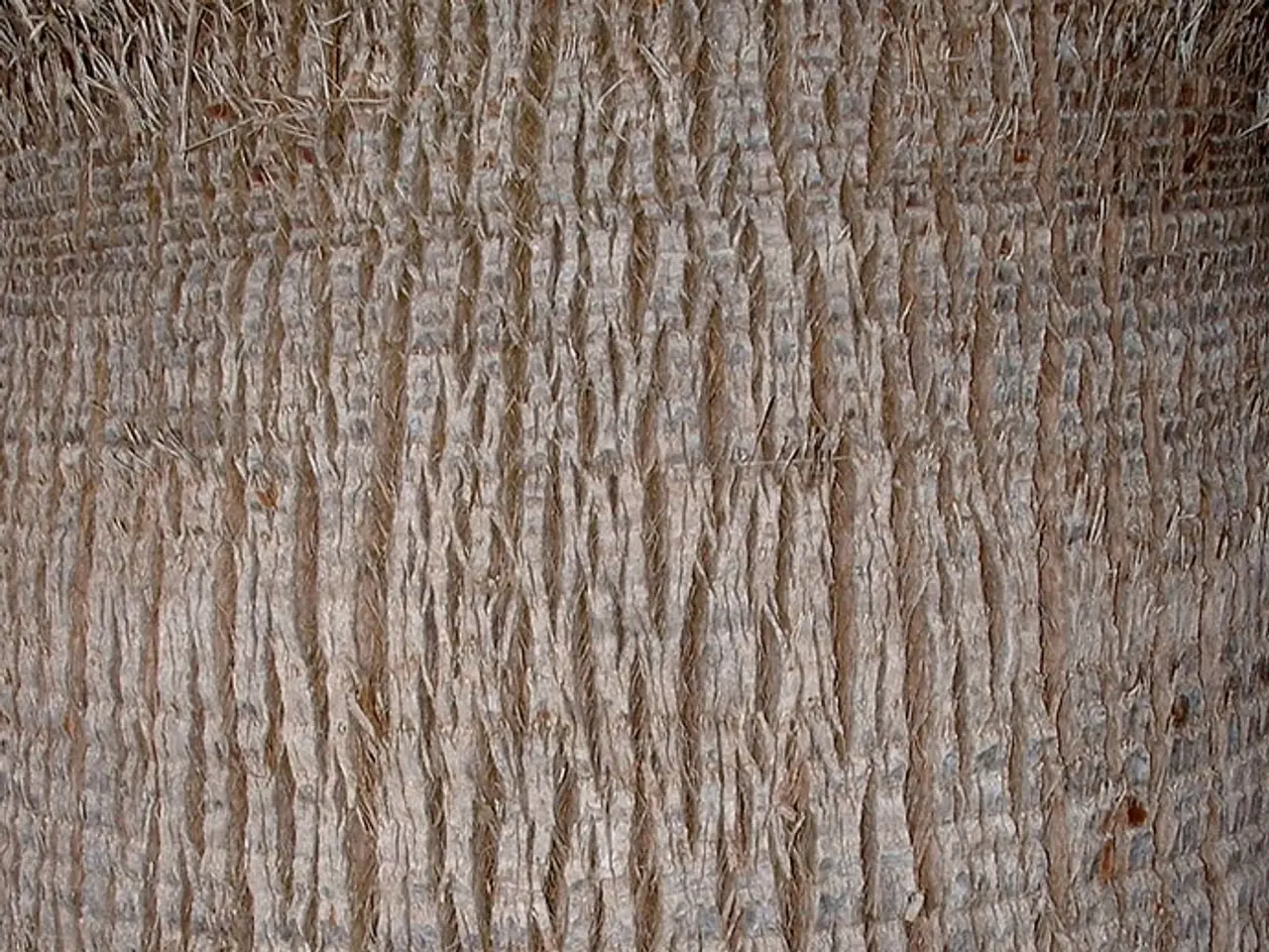 Guida all'Arte del Bonsai: Capire i Fondamenti e i Vantaggi