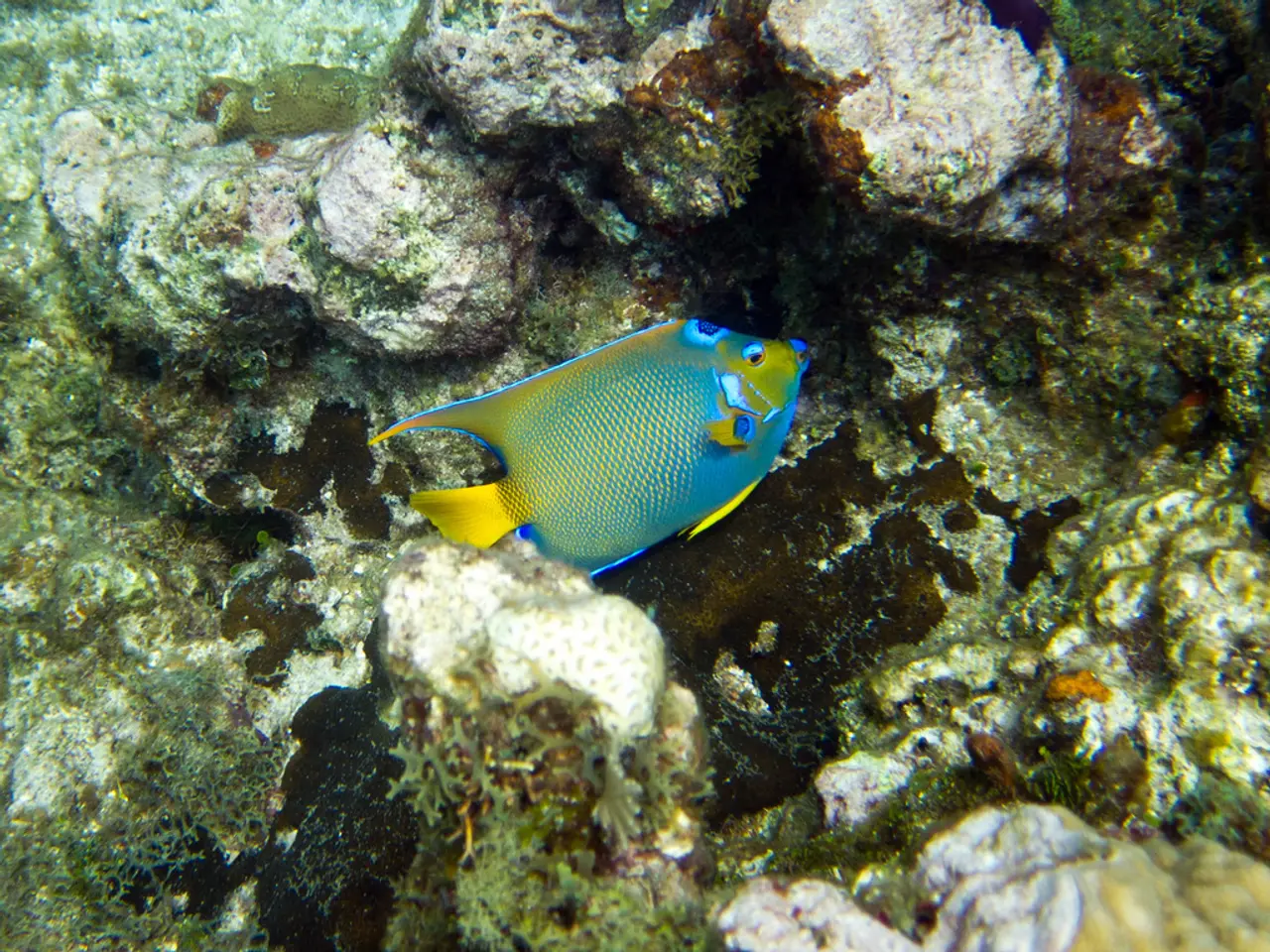 Chiamata urgente per il finanziamento blu aumentando per tutelare gli ecosistemi marini - Lagarde...