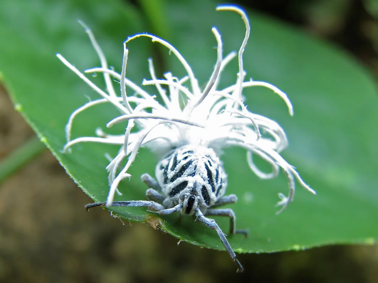 Identificazione della Struttura Molecolare negli Insetti attraverso i Servizi PIDC