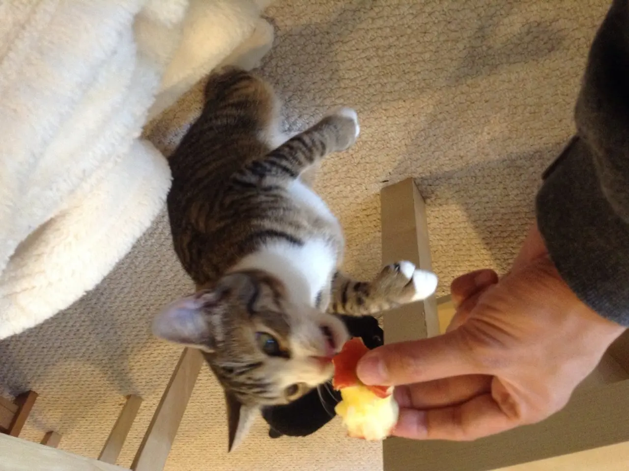 Rafforza il legame con il tuo amico felino con queste cinque strategie semplici, consigliate da uno...