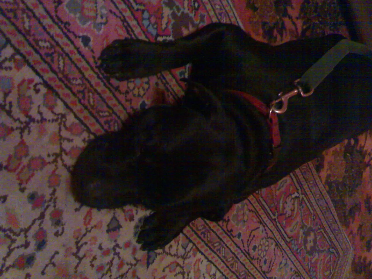 Esplorando la preferenza dei cani per le carezze sulla pancia: approfondimenti da un'esperta del...