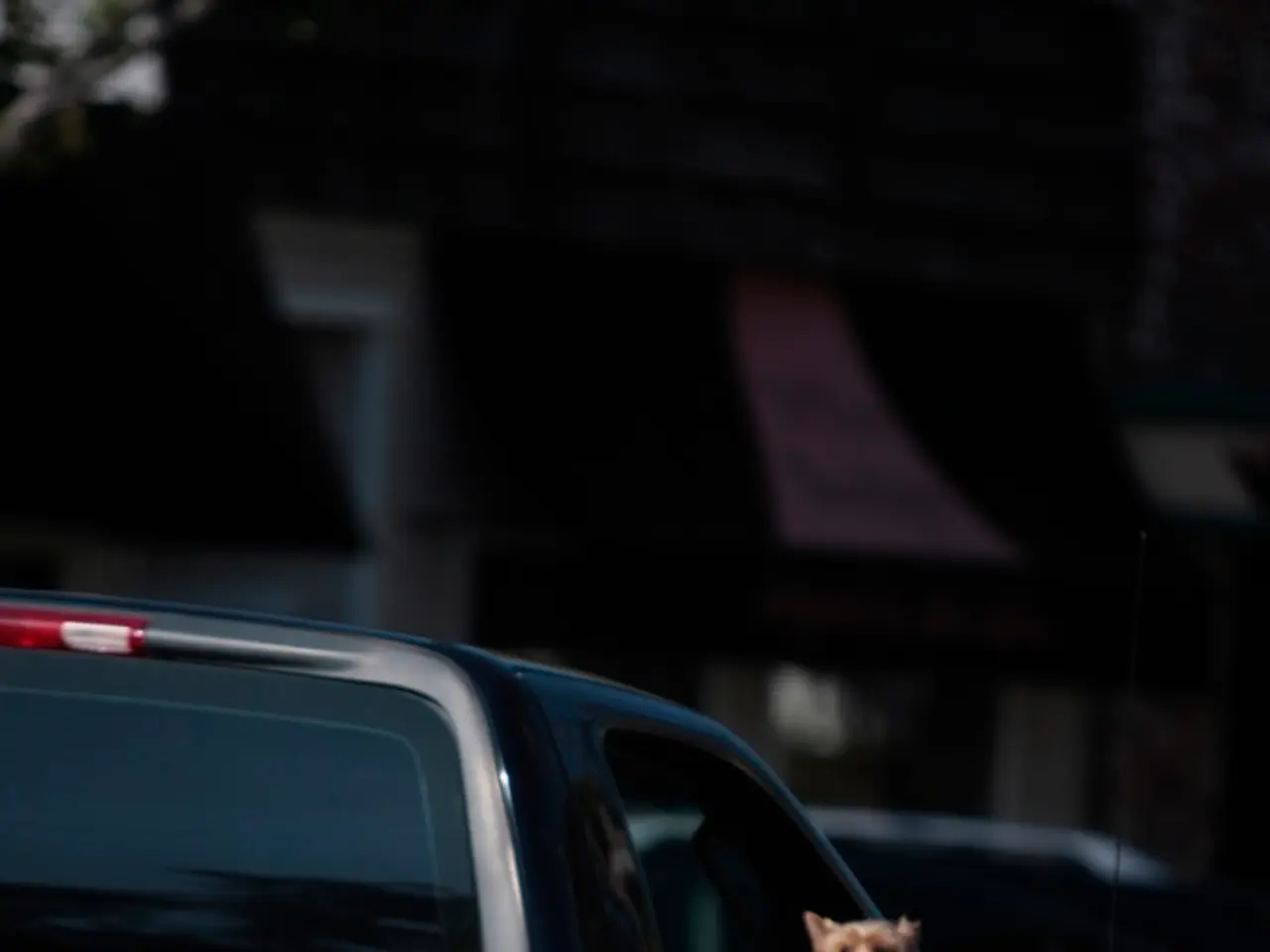 I proprietari di cani reattivi alle auto possono trovare conforto nelle raccomandazioni di questo...