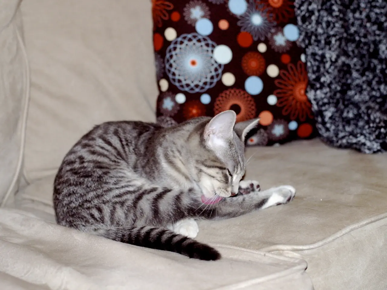 Felicità del gatto indoor: Impara dai due consigli esenciali di un addestratore per garantire il...