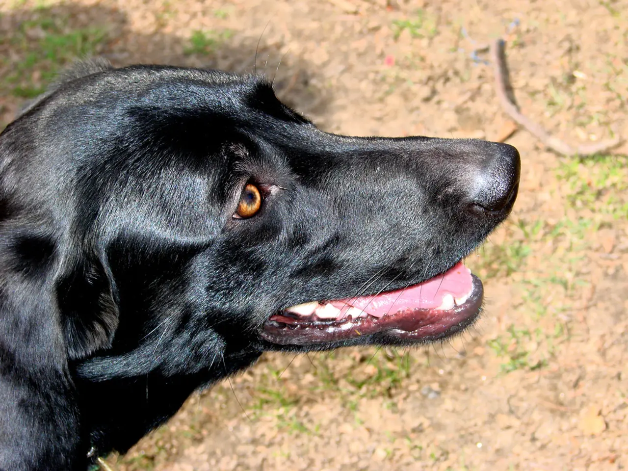 Divertenti Curiosit√† Sui Chihuahua: Un'Introspezione delle Loro Interessanti Caratteristiche