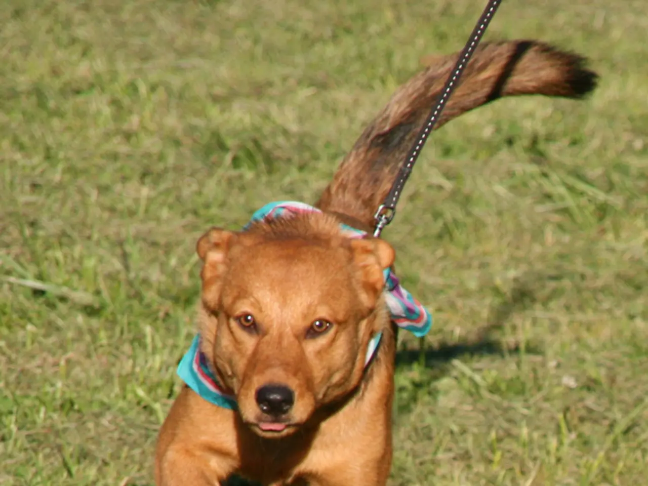 Inseguimento del cane a un tubo dell'acqua: Strategie da considerare