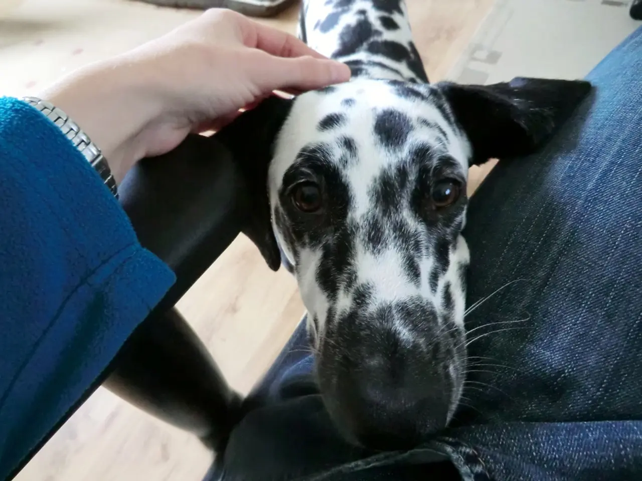 Il consumatore ha fornito suggerimenti su come insegnare efficace-mente a un cane da compagnia ad...