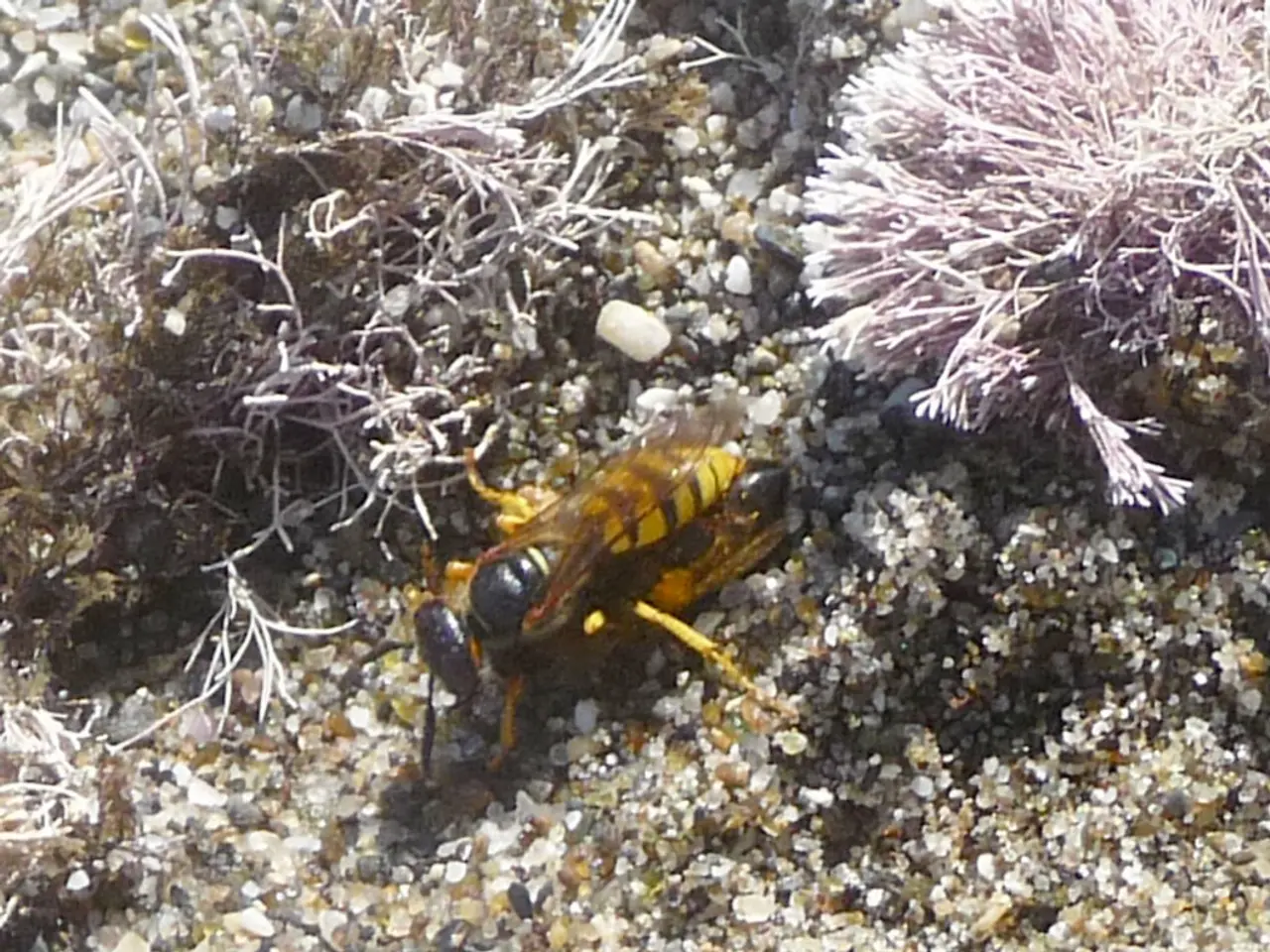 Resti di un drone scoperti vicino al confine tra Polonia e Bielorussia