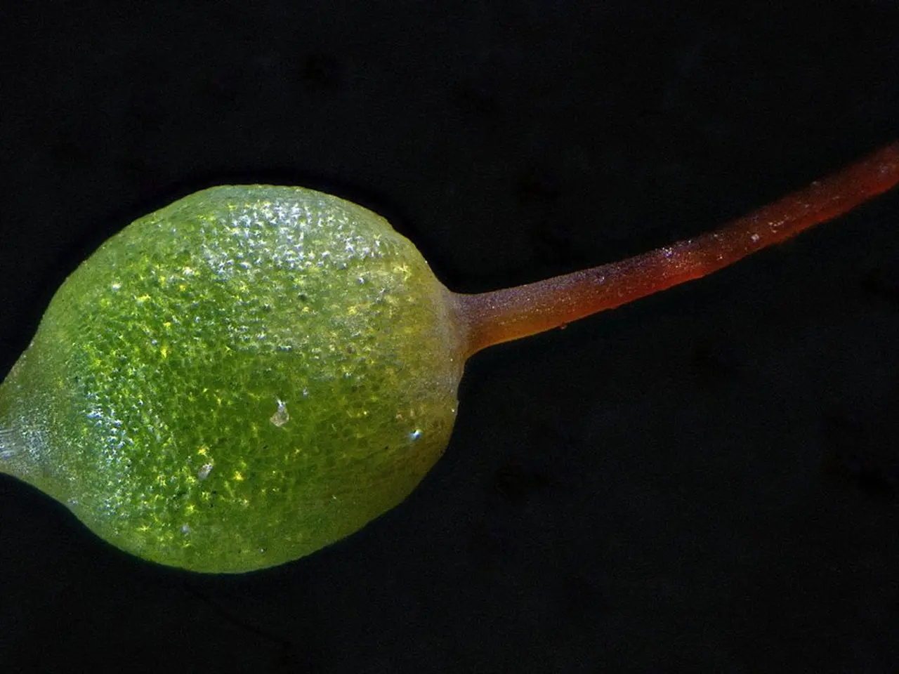 KBR Technology Scegliuta per l'Impianto di Ammonia Verde in America del Sud