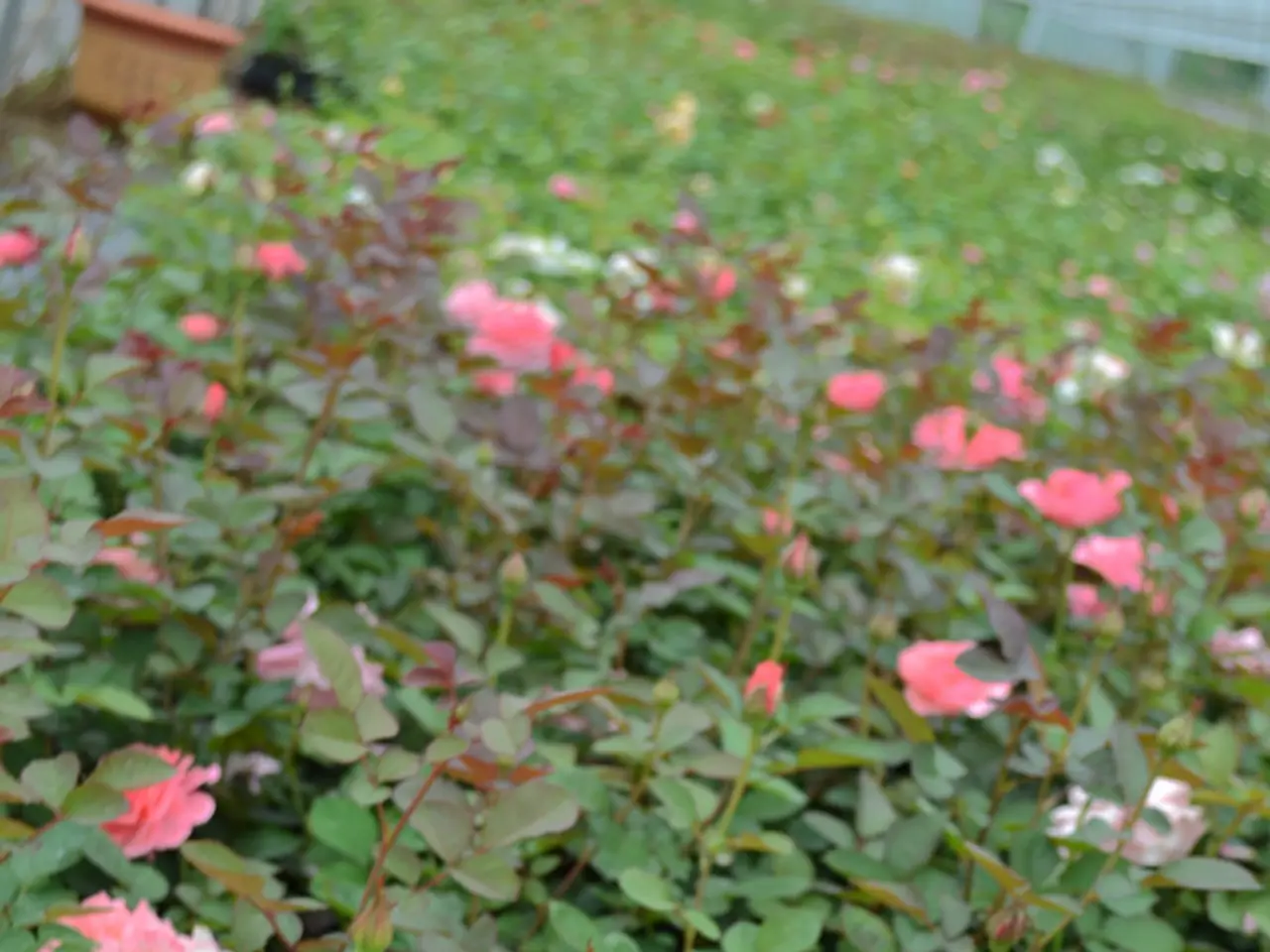 Stai Considering la tua scelta per il premio Popolare Chelse RHS? Informati sui giardini e impara a...