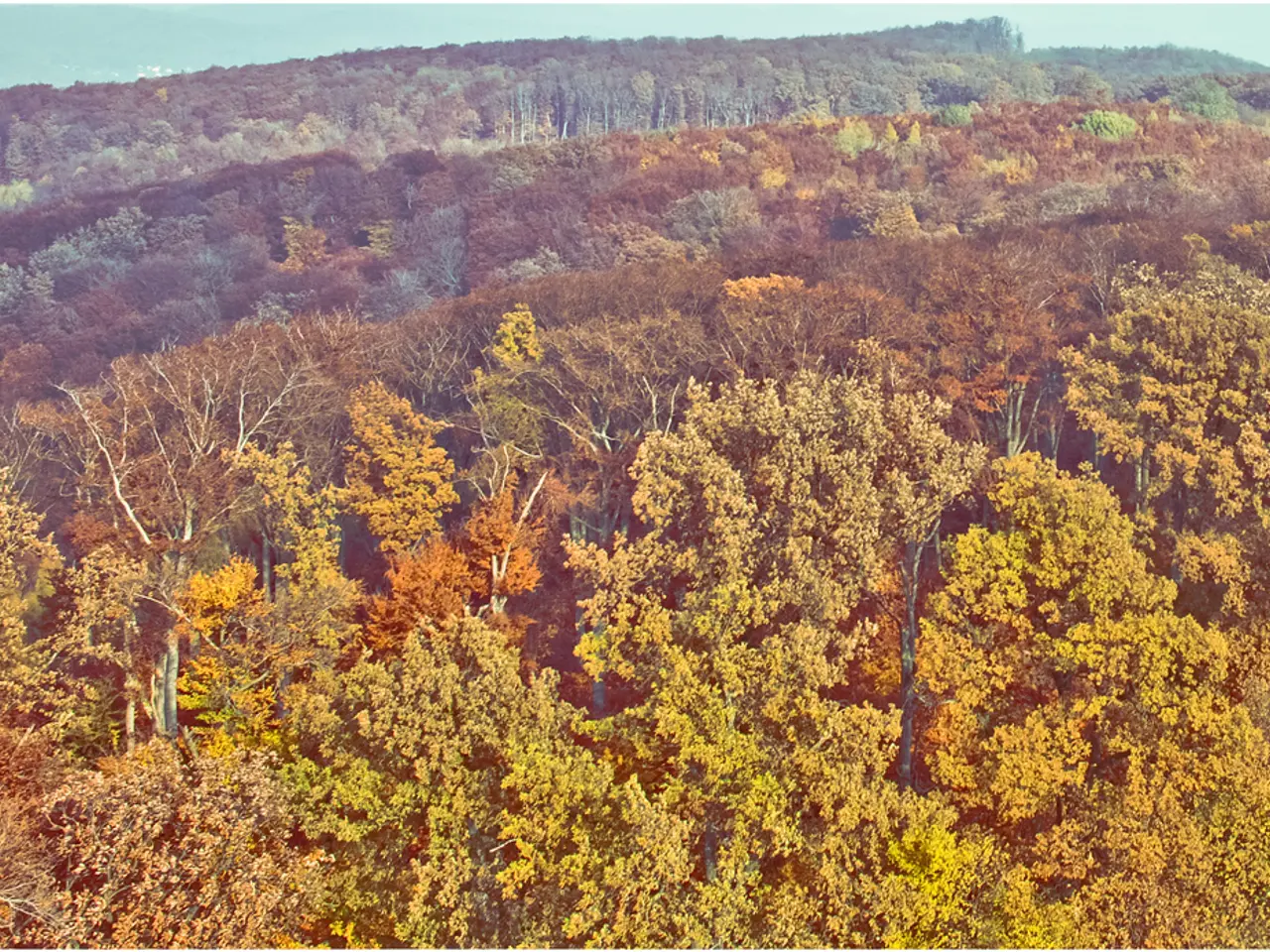 I Verdi/Agricoltori sostengono che i progressisti mirano intenzionalmente a devastare le foreste...