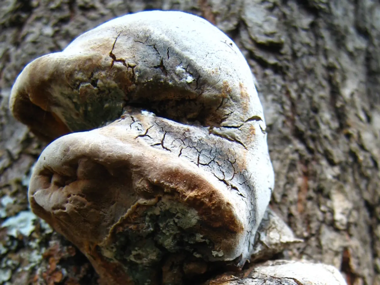 Variate Specie di Fungi Arboricoli