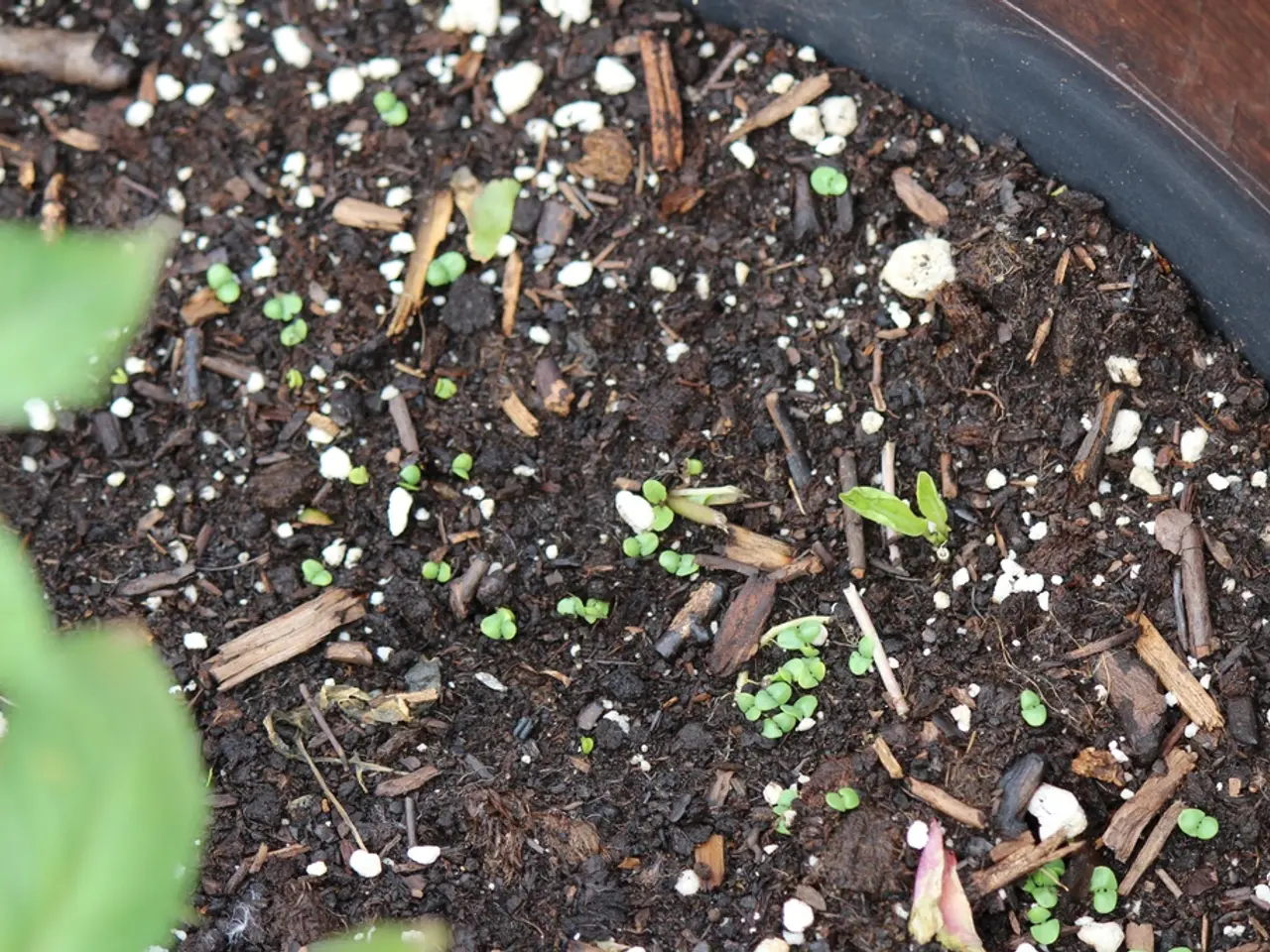 Ripristinare il Terreno Danneggiato dalla Compattazione nel Giardino: Strategie per Gestire i...