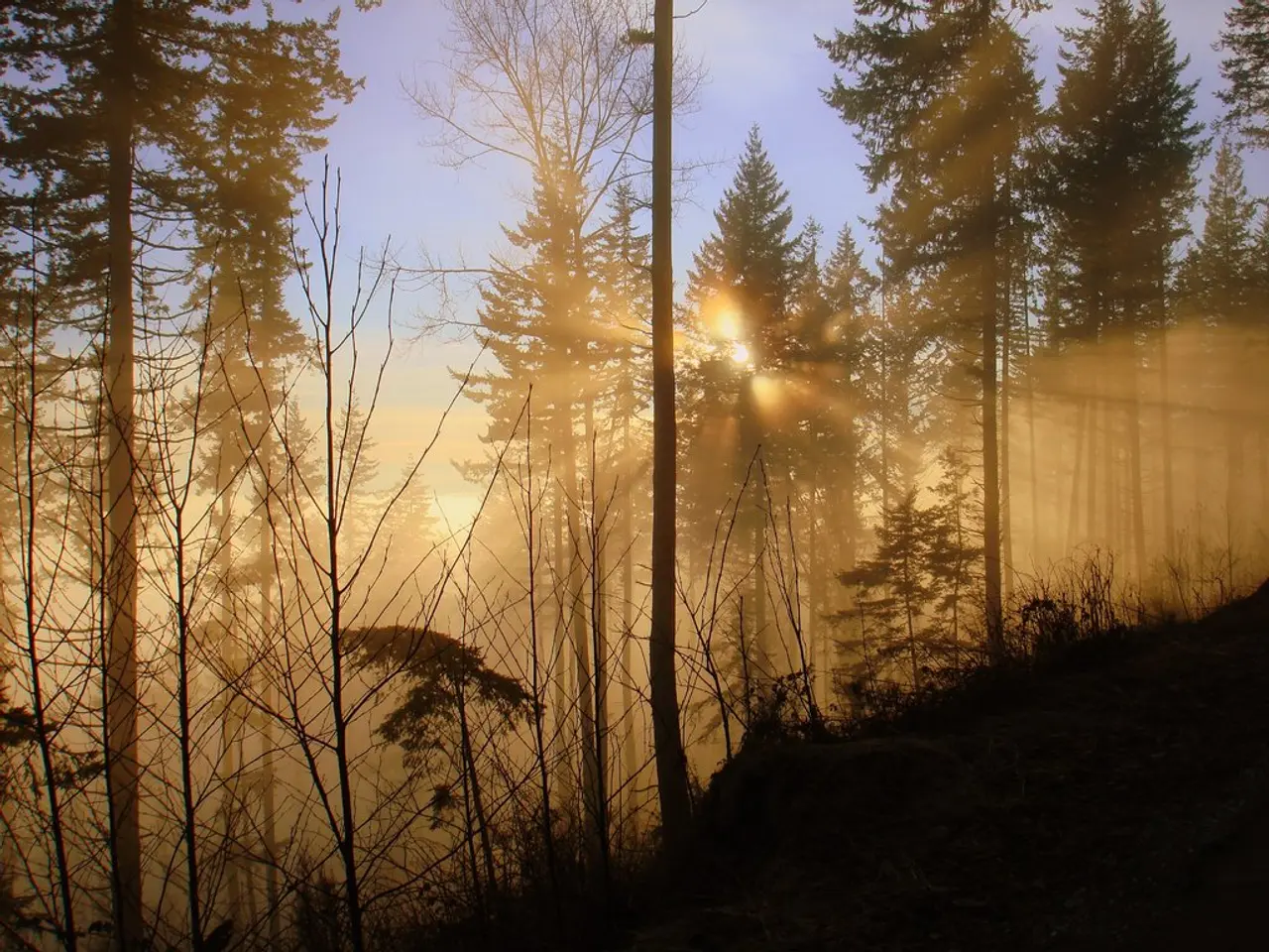 Guida per Coltivare le Piante di Salvia Russa
