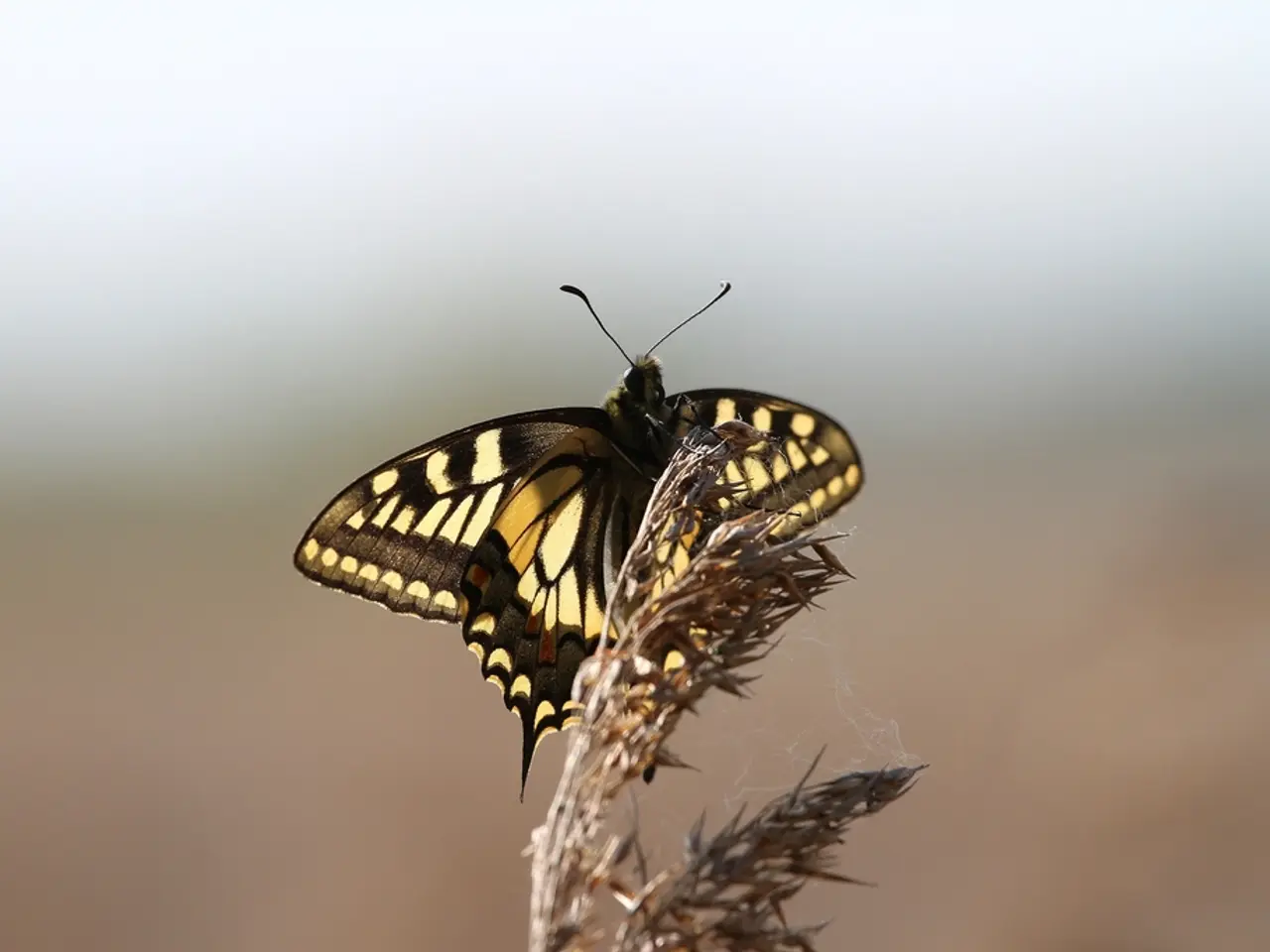 Strategie di identificazione ed eradicate per ilgressive Vilucchio negro