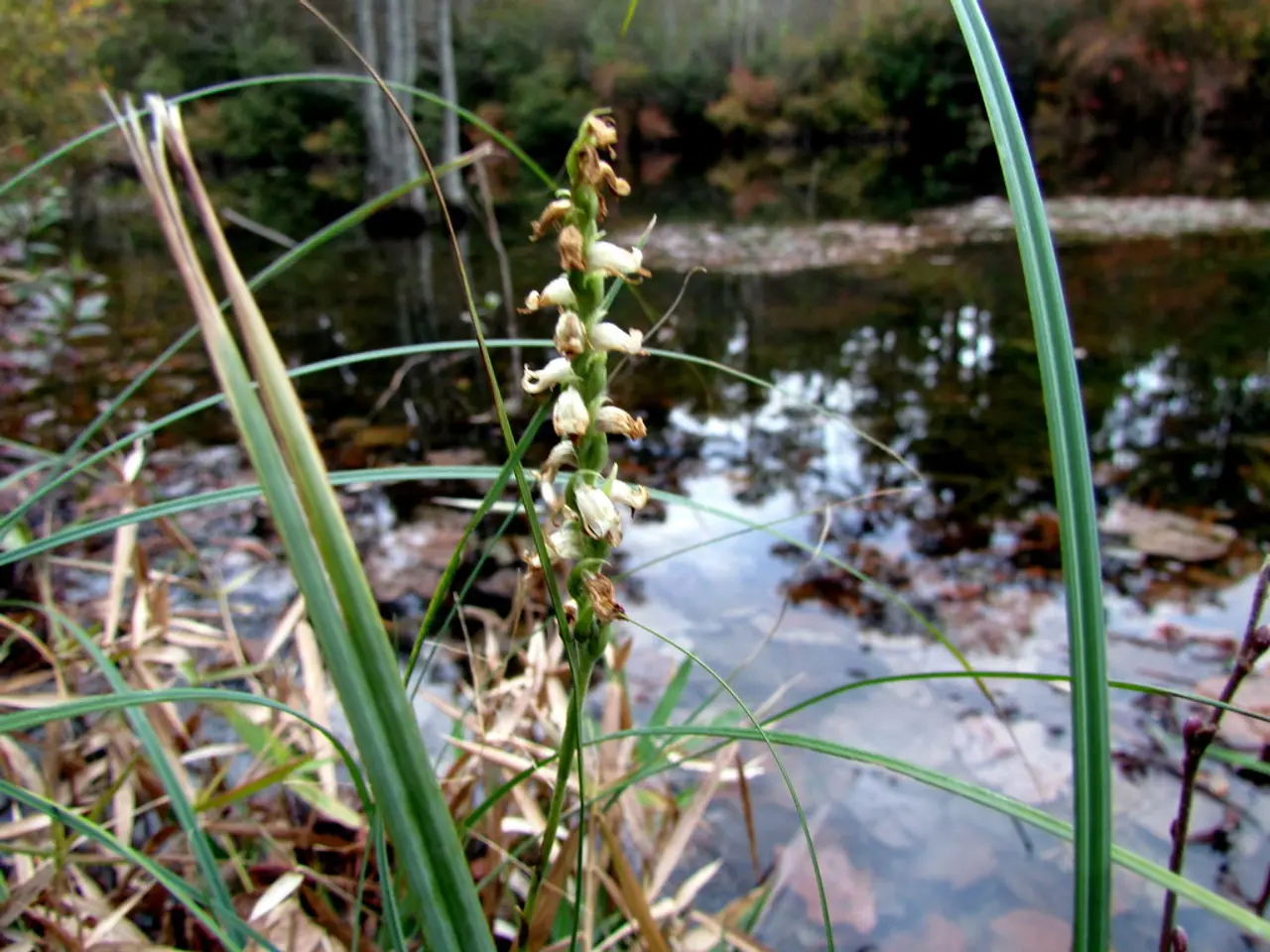 Le scelte migliori per la vita vegetale abbondante d'acqua nelle regioni a elevate umidità