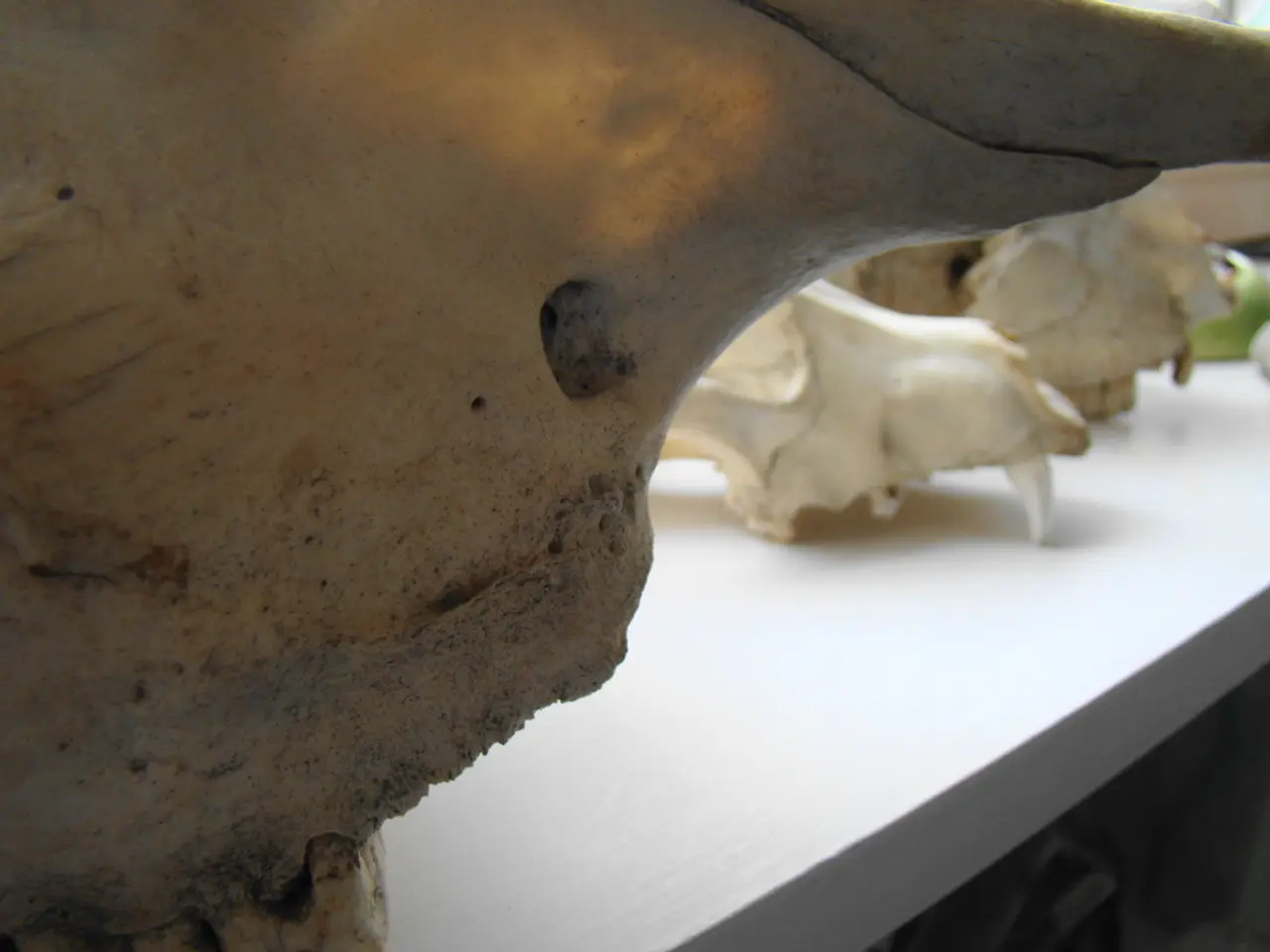 Il Documentario 'L'ultima Immersioni' Racconta il vincolo di due decenni tra un subacqueo e una...