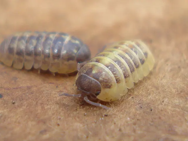 Insecti Più Disturbanti nel Mondo Svelati: Uno Guardo Curioso sui 18 Arthropodi Più Disturbanti