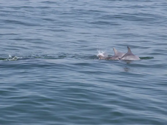 Le vie d'acqua di Miami fungono da habitat cruciali per i squali martello