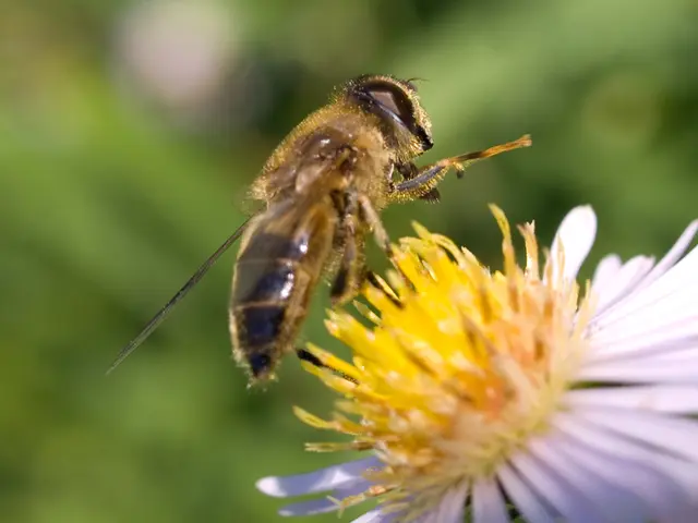 E vero che miele di Manuka a prezzo inferiore corrisponde a qualità inferiore? Analisi dei costi e...
