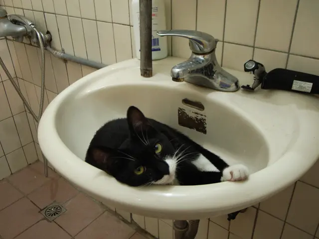 Rimozione del forte odore di urina di gatto dai mobili