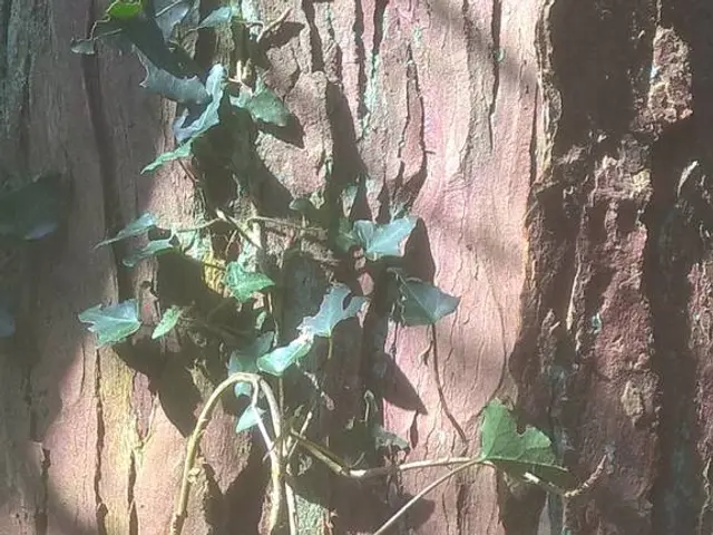 Investigatore Dana Elmendorf esamina i casi irrisolti riaperti a seguito di morti inspiegabili.