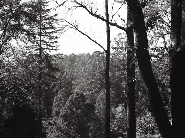 Esplorazione degli Aspecti Simbolici dei Bonsai Asimmetrici: Esame della Resilienza e...