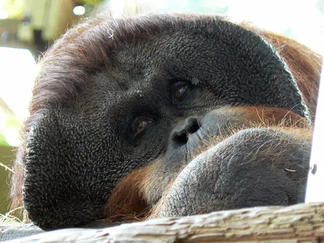 Scimpanzé Mangiano Feci, Ma Ció Che Li Ripugna Rimane Sconosciuto
