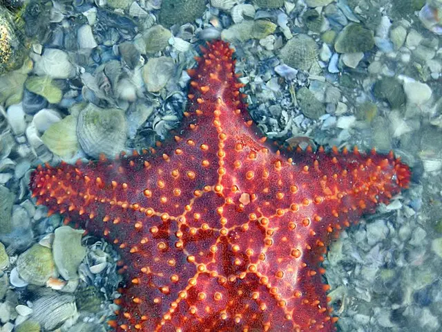 Sintomi di Allergia ai Frutti di Mare: Durata e Rimedi