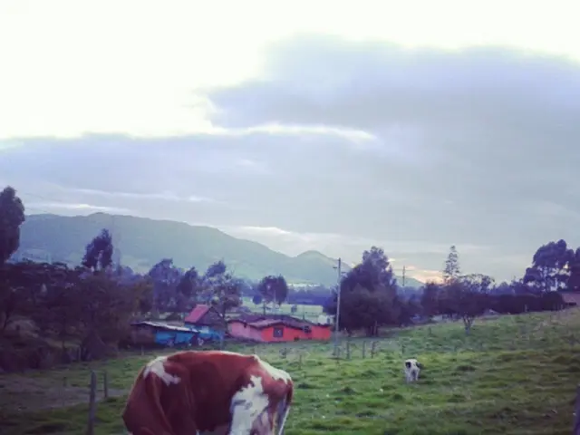 Bovini indiani dalla Turingia alla ricerca di nuove residenze