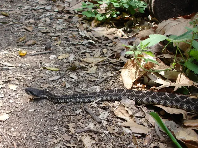 Il Caos Spread: La Flora Tossica Enigmatica Presente Ovunque